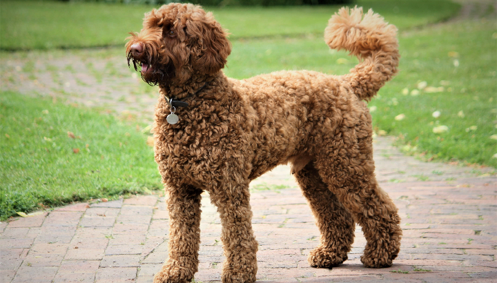 Poodle Breed mumbai
